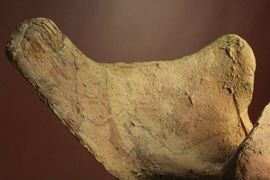 驚愕！絶句！する美品。最大級のカルカロドントサウルス第一脊椎化石（その19）