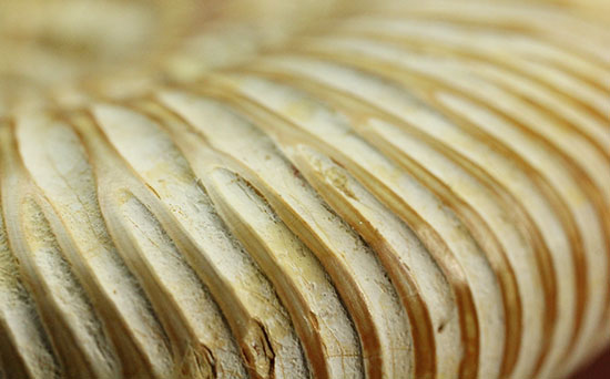 ずば抜けた肋模様にご注目！アンモナイトの典型種、ペリスフィンクテス(Perisphinctes)/中生代白亜紀（1億3500万 -- 6500万年前）【an919】