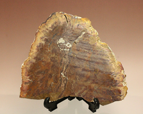 インテリアとして最適！古代の木の化石（珪化木） 化石 販売