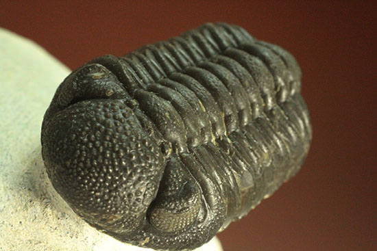 モロッコ産三葉虫ファコプスの典型的標本。ビギナーのお奨め良品です。（その14）