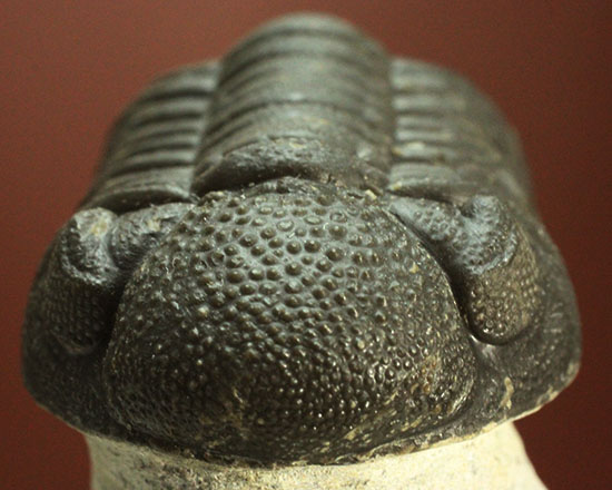モロッコ産三葉虫ファコプスの典型的標本。ビギナーのお奨め良品です。