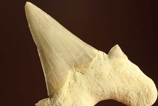 鋭い副歯にも注目！メガロドンの祖先といわれる、サメの歯オトダス化石（その10）