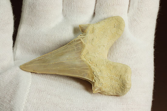 鋭い副歯にも注目！メガロドンの祖先といわれる、サメの歯オトダス化石（その2）