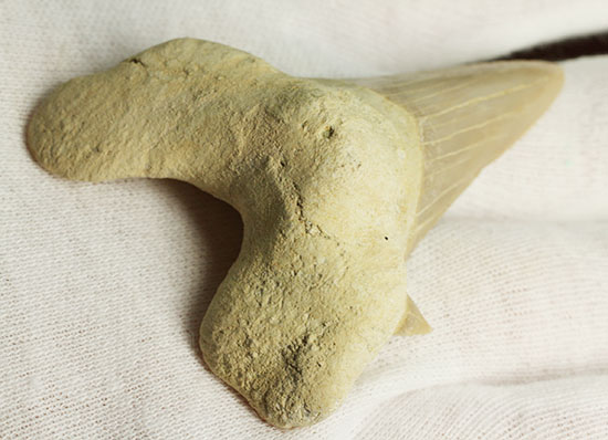 鋭い副歯にも注目！メガロドンの祖先といわれる、サメの歯オトダス化石（その4）
