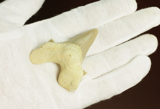鋭い副歯にも注目！メガロドンの祖先といわれる、サメの歯オトダス化石（その5）