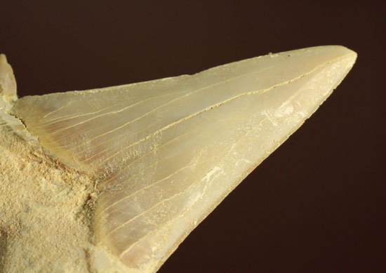 鋭い副歯にも注目！メガロドンの祖先といわれる、サメの歯オトダス化石（その7）
