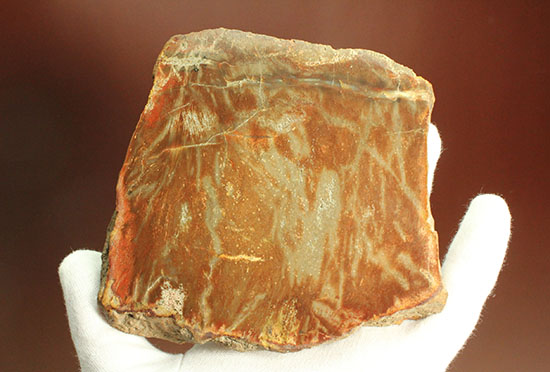 ブラウン＆レッドカラーが美しい、古代の木の化石（珪化木）