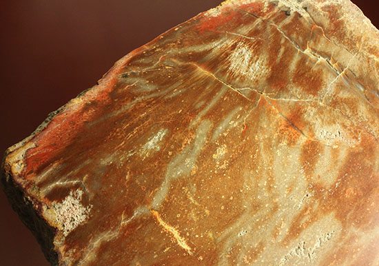 ブラウン＆レッドカラーが美しい、古代の木の化石（珪化木）