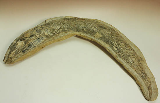 ブラジル産白亜紀の古代魚ビンクティフェル（その1）