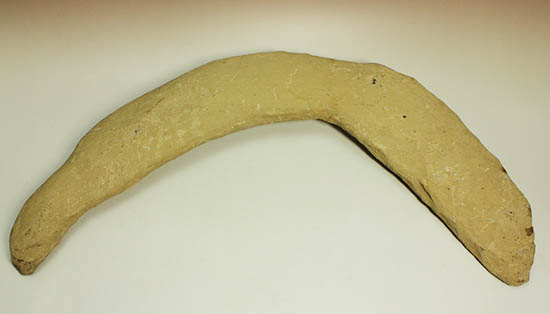 ブラジル産白亜紀の古代魚ビンクティフェル（その12）