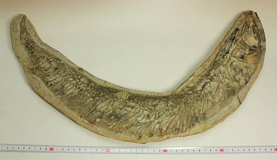 ブラジル産白亜紀の古代魚ビンクティフェル(その13)