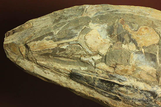 ブラジル産白亜紀の古代魚ビンクティフェル(その2)