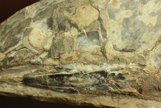 ブラジル産白亜紀の古代魚ビンクティフェル（その3）