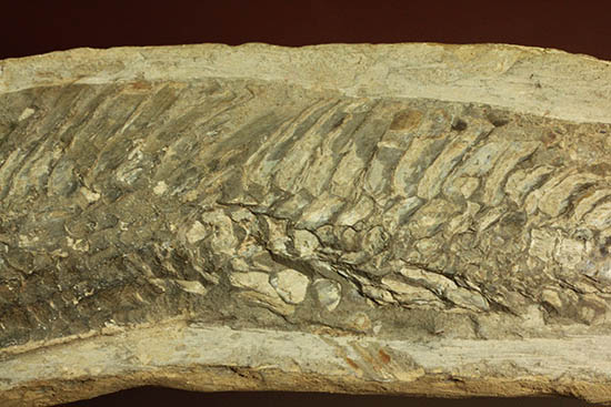 ブラジル産白亜紀の古代魚ビンクティフェル(その5)