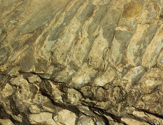 ブラジル産白亜紀の古代魚ビンクティフェル(その6)