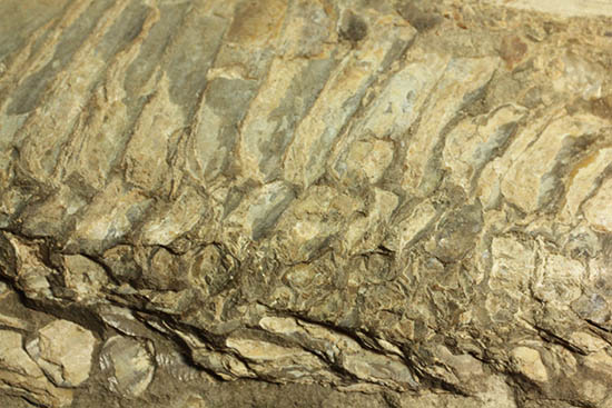 ブラジル産白亜紀の古代魚ビンクティフェル(その7)