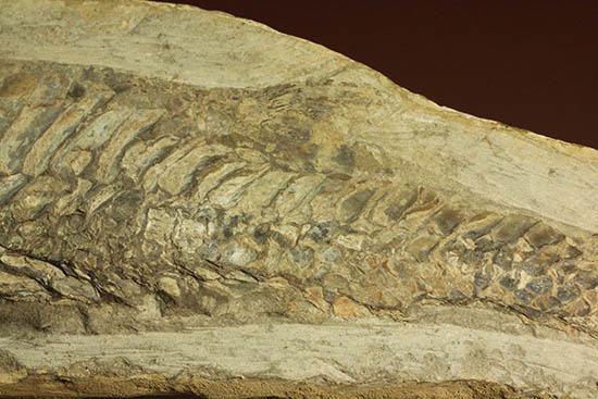 ブラジル産白亜紀の古代魚ビンクティフェル(その8)