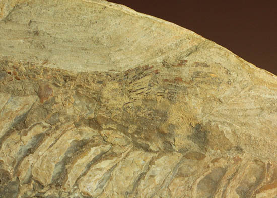 ブラジル産白亜紀の古代魚ビンクティフェル(その9)