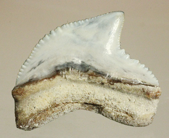 独特な形状！フロリダ州産、保存状態の良い、イタチザメの歯化石