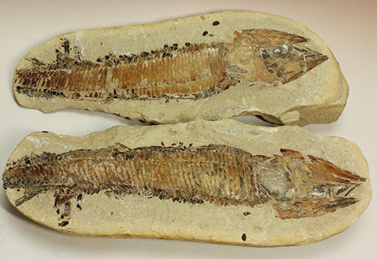 ネガポジ揃った古代魚の化石。目周辺組織の保存状態良し。