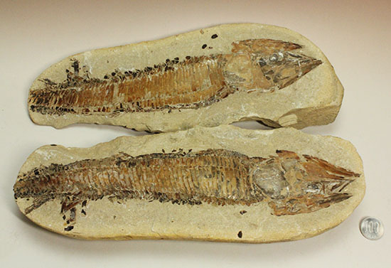 ネガポジ揃った古代魚の化石。目周辺組織の保存状態良し。（その13）