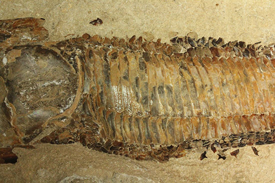ネガポジ揃った古代魚の化石。目周辺組織の保存状態良し。（その4）