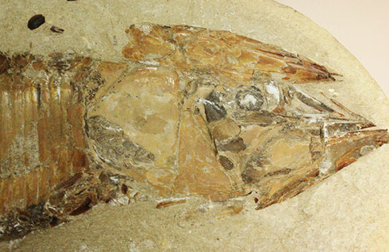 ネガポジ揃った古代魚の化石。目周辺組織の保存状態良し。（その6）