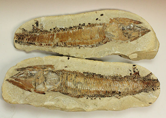 ネガポジ揃った古代魚の化石。目周辺組織の保存状態良し。