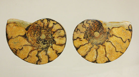 アンモナイトの構造や縫合線がよく分かる、ヘマタイトアンモナイトスライス化石(Ammonite)