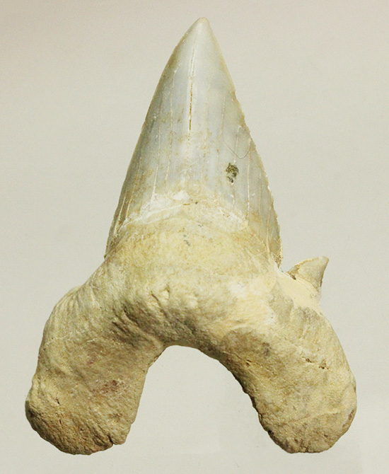 巨大ザメ、オトダスの歯化石。厚みがあります。（その1）