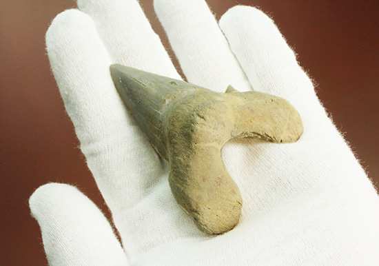 巨大ザメ、オトダスの歯化石。厚みがあります。（その2）