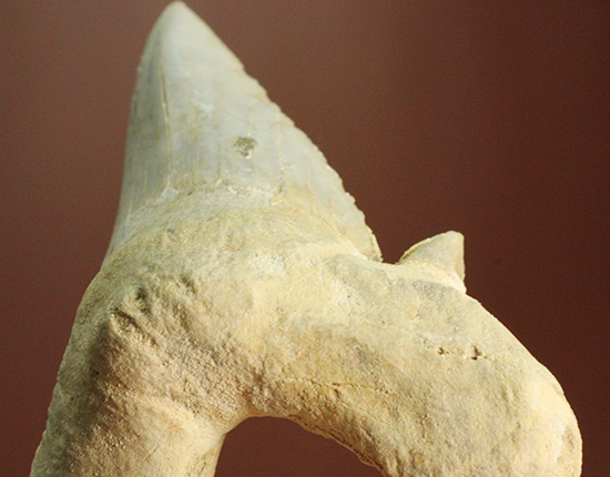 巨大ザメ、オトダスの歯化石。厚みがあります。（その5）