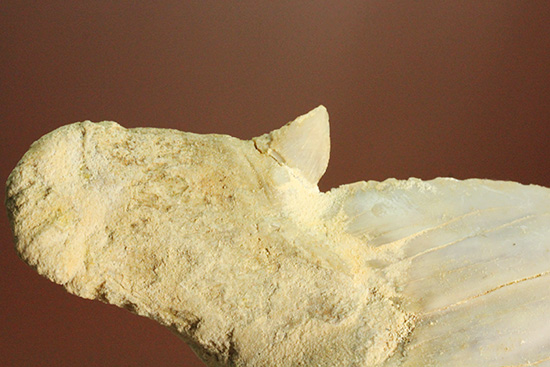 巨大ザメ、オトダスの歯化石。厚みがあります。（その6）