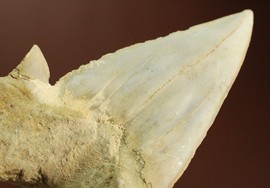巨大ザメ、オトダスの歯化石。厚みがあります。（その7）