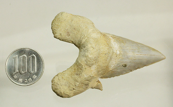 巨大ザメ、オトダスの歯化石。厚みがあります。（その8）