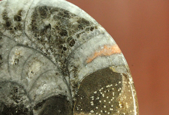 １０センチの大判です！古～い時代の初期型アンモナイト。ゴニアタイト化石(Goniatite)