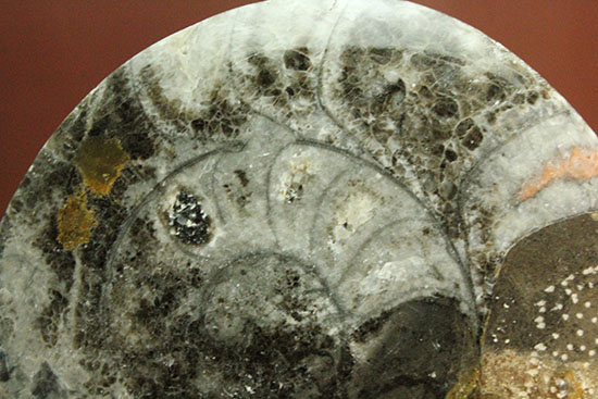 １０センチの大判です！古～い時代の初期型アンモナイト。ゴニアタイト化石(Goniatite)（その8）