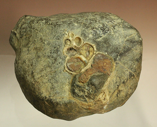 二本木コレクション、書籍掲載標本。白亜紀（カンパニアン）の巻貝断面化石