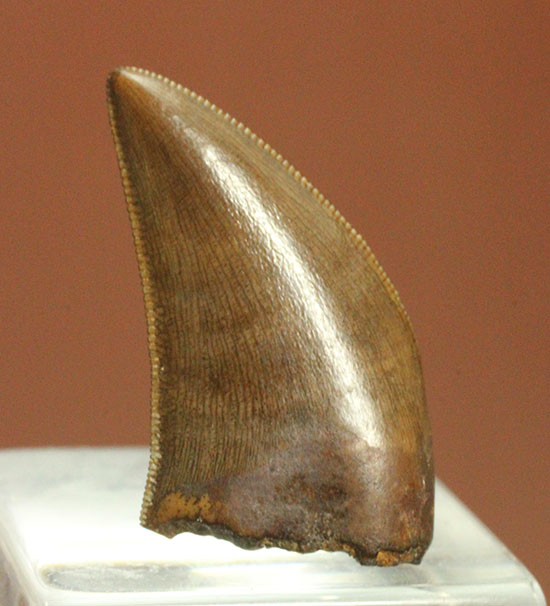 圧巻の保存状態！小型獣脚類の超の付く美麗歯化石（その1）