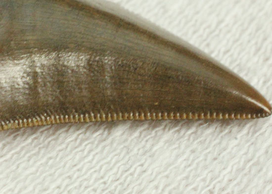圧巻の保存状態！小型獣脚類の超の付く美麗歯化石（その11）
