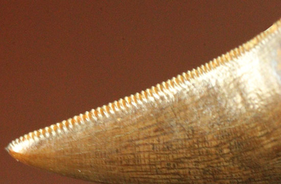 圧巻の保存状態！小型獣脚類の超の付く美麗歯化石（その14）