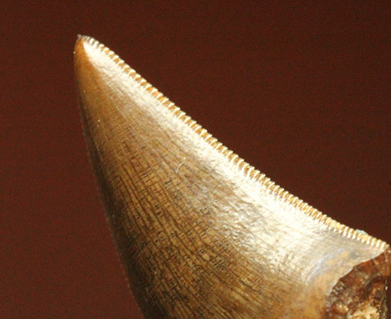 圧巻の保存状態！小型獣脚類の超の付く美麗歯化石（その15）