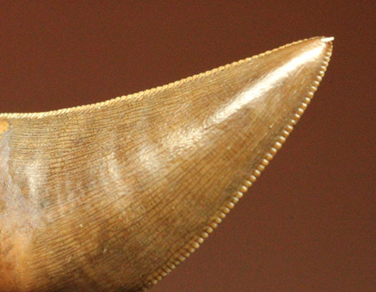 圧巻の保存状態！小型獣脚類の超の付く美麗歯化石