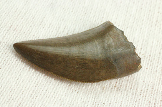 圧巻の保存状態！小型獣脚類の超の付く美麗歯化石（その8）