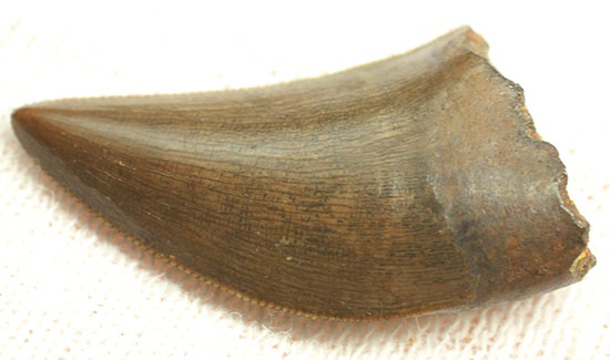 圧巻の保存状態！小型獣脚類の超の付く美麗歯化石（その9）