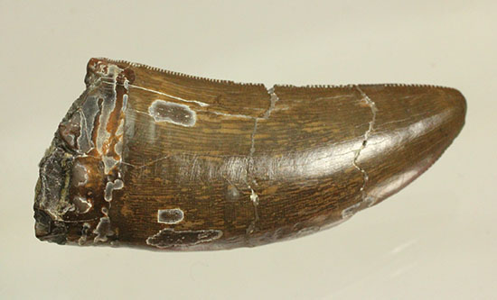 エナメル質の保存状態に鳥肌が立つ！ロンカー51mmのティラノサウルス歯化石（その11）