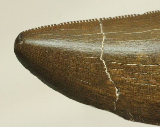 エナメル質の保存状態に鳥肌が立つ！ロンカー51mmのティラノサウルス歯化石（その13）