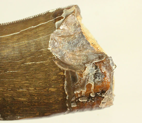 エナメル質の保存状態に鳥肌が立つ！ロンカー51mmのティラノサウルス歯化石（その14）