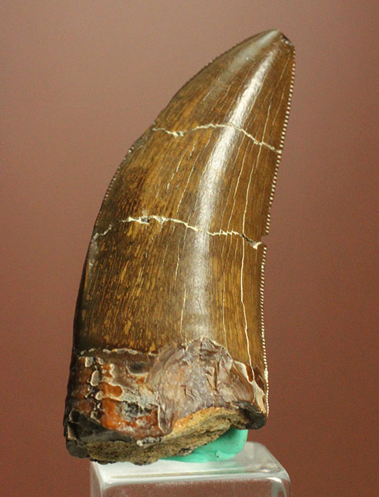 エナメル質の保存状態に鳥肌が立つ！ロンカー51mmのティラノサウルス歯化石（その9）