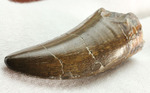 エナメル質の保存状態に鳥肌が立つ！ロンカー51mmのティラノサウルス歯化石